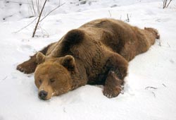 OTTO B&auml;renwald M&uuml;ritz